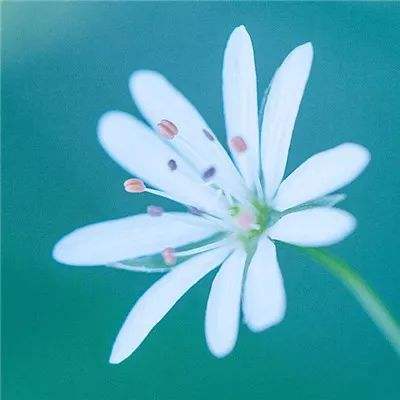 混沌召唤师手游下载
